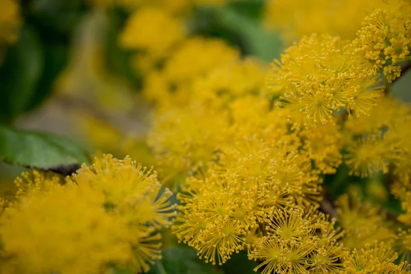Doğadaki sarı akasya mimoza ağaçlarını kapatın.