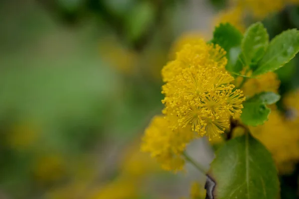 Gros Plan Des Acacias Mimosa Jaunes Sur Nature — Photo