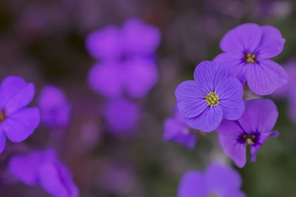Aubrieta Deltoidea Fioletowymi Niebieskimi Kwiatami — Zdjęcie stockowe