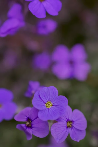 Aubrieta Deltoidea Med Lila Och Blå Blommor — Stockfoto