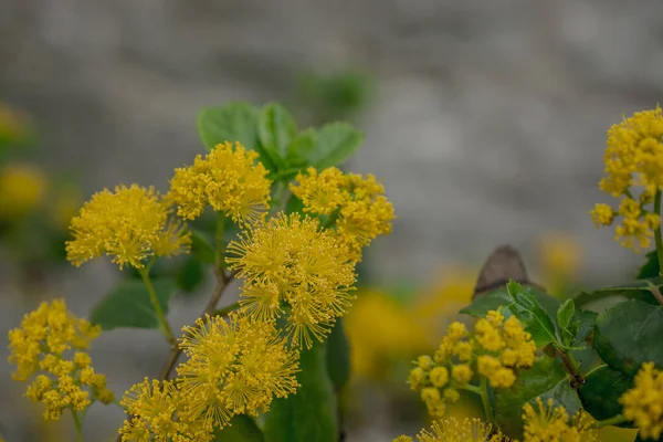 Doğadaki sarı akasya mimoza ağaçlarını kapatın.