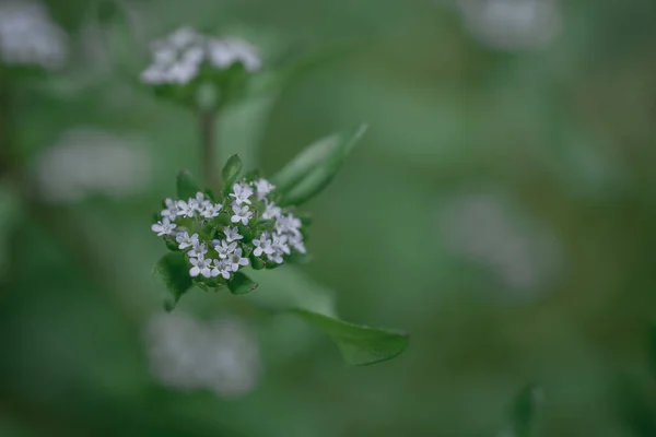 Macro Photography Wild Flower Valerianella Discoidea — Stock Fotó