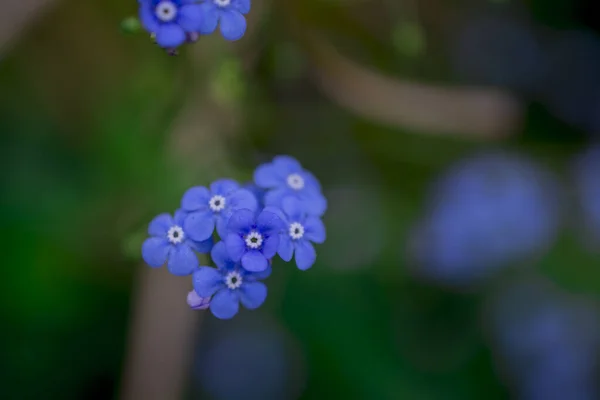 Myosotis Alpestris Όμορφα Μικρά Μπλε Λουλούδια Ξεχάστε — Φωτογραφία Αρχείου