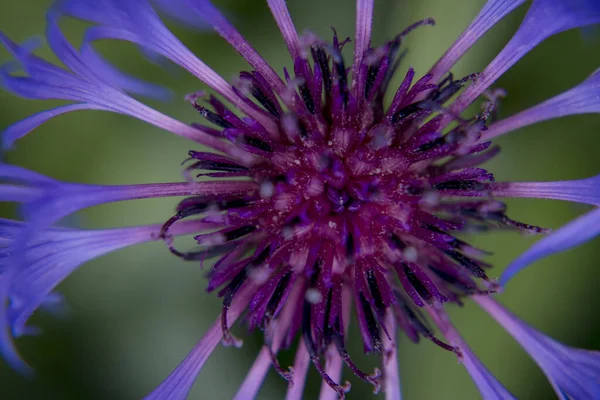 Cyanus montanus, Mavi Cyanus montanus bahçede çiçekler, bac