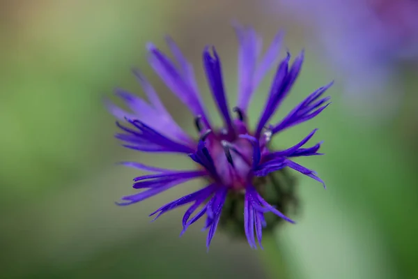 Cyanus Montanus Blå Cyanus Montanus Blommor Trädgården Bac — Stockfoto