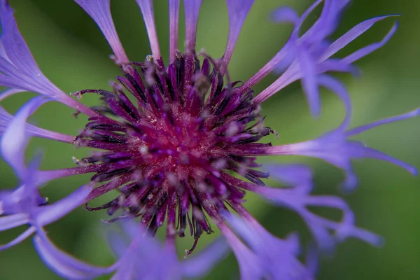 Cyanus Montanus Azul Cyanus Montanus Flores Jardín Bac —  Fotos de Stock