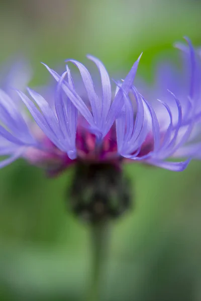 Cyanus Montanus Blue Cyanus Montanus Flowers Garden Bac — Stock Photo, Image