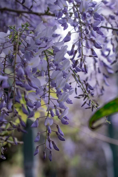 Bahçede çiçek açan salkımlar, menekşe rengi