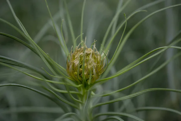 黄色のアスファルト植物 アスホデリンルテアの花 — ストック写真