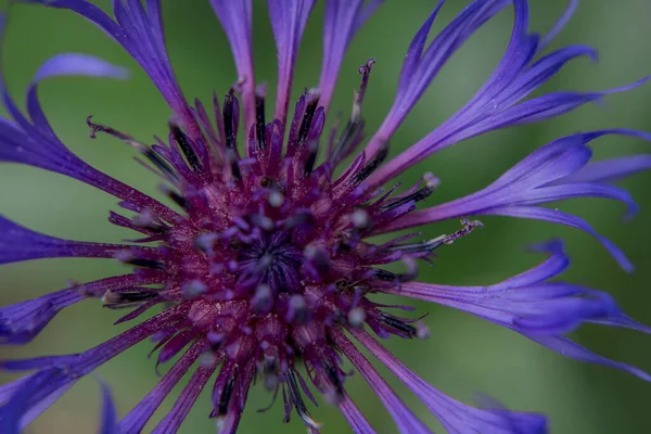 Cyanus Montanus Kék Cyanus Montanus Virágok Kertben Bac — Stock Fotó