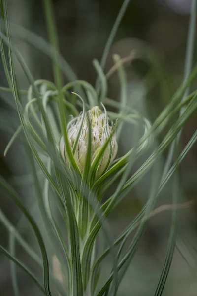 Blüten Einer Gelben Asphodelpflanze Asphodeline Lutea — Stockfoto