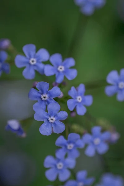 Myosotis Alpestris Krásné Malé Modré Květy Zapomeňte — Stock fotografie