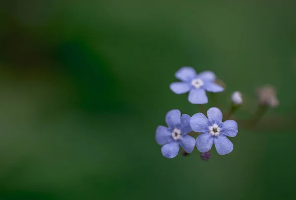 Myosotis Alpestris Krásné Malé Modré Květy Zapomeňte — Stock fotografie