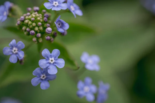 Myosotis Alpestris Schöne Kleine Blaue Blüten Vergiss Mich Nein — Stockfoto