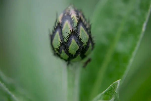 Cyanus Montanus Blå Cyanus Montanus Blommor Trädgården Bac — Stockfoto