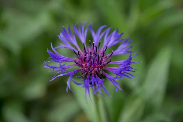 Cyanus Montanus Mavi Cyanus Montanus Bahçede Çiçekler Bac — Stok fotoğraf