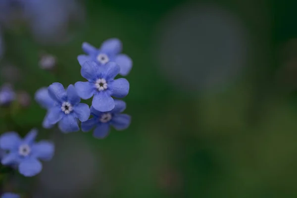 Myosotis Alpestris Krásné Malé Modré Květy Zapomeňte — Stock fotografie