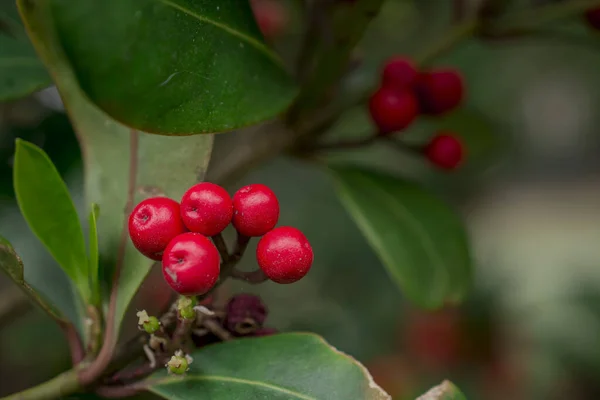 Parlak Kırmızı Skimya Meyveleri Kışı Atlattı — Stok fotoğraf
