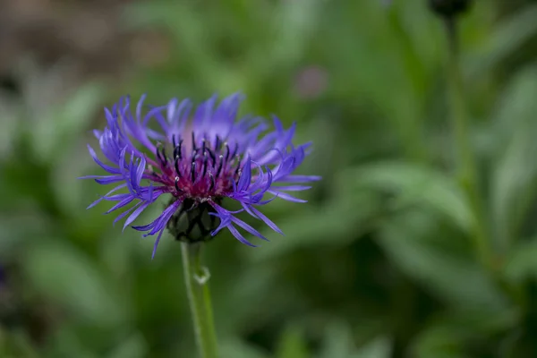 Cyanus Montanus Blue Cyanus Montanus Flowers Garden Bac — Foto de Stock