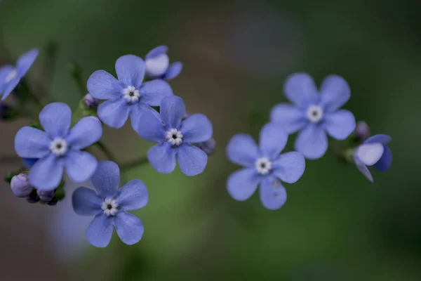 Myosotis Alpestris Krásné Malé Modré Květy Zapomeňte — Stock fotografie