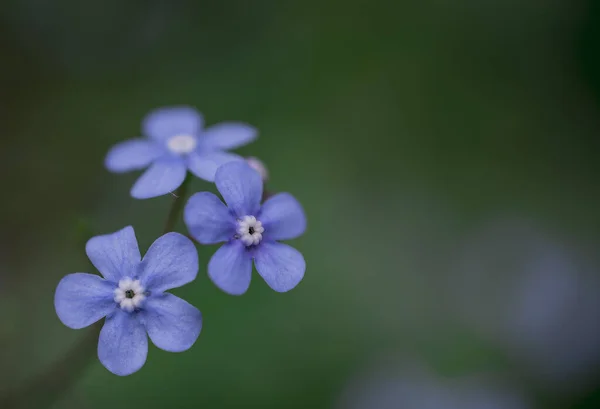 Myosotis Alpestris Piękne Małe Niebieskie Kwiaty Zapomnij Mnie Nie — Zdjęcie stockowe
