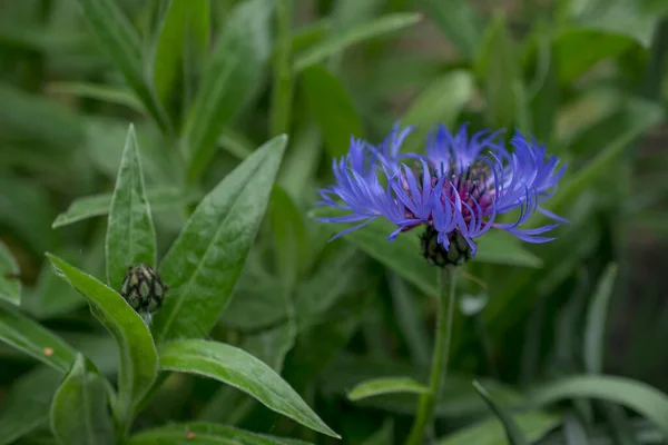 Cyanus Montanus Blue Cyanus Montanus Flowers Garden Bac — Foto de Stock