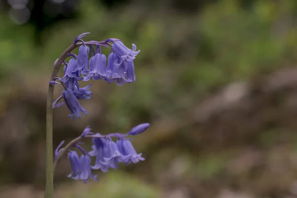 Ngiliz Bluebell Hyacinthoides Olmayan Senaryo Kapat — Stok fotoğraf