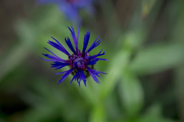 Cyanus Montanus Blue Cyanus Montanus Flowers Garden Bac — ストック写真