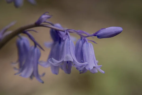 British Bluebell Hyacinthoides Non Scripta Close — стокове фото