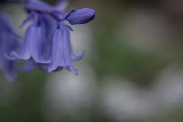British Bluebell Hyacinthoides Non Scripta Close — Foto Stock
