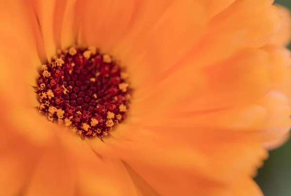 Orange Flower Garden Natural Background — Photo