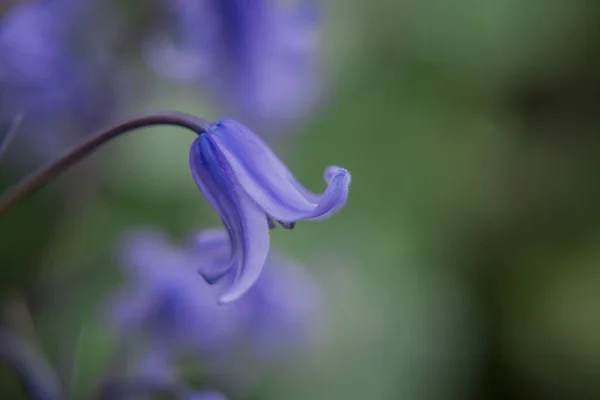 Britský Bluebell Hyacinthoides Non Scripta Close — Stock fotografie