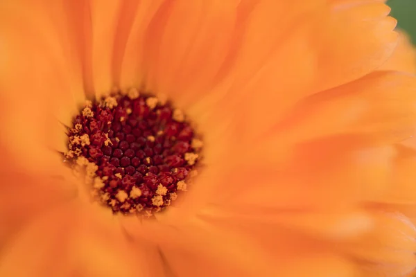 Flor Naranja Jardín Fondo Natural —  Fotos de Stock