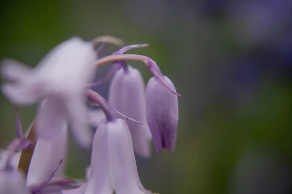 Bluebell Britannico Hyacinthoides Non Scripta Primo Piano — Foto Stock