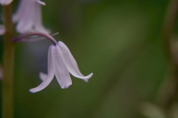 Британский Голубь Hyacinthoides Non Scripta — стоковое фото