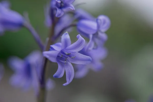 Ngiliz Bluebell Hyacinthoides Olmayan Senaryo Kapat — Stok fotoğraf