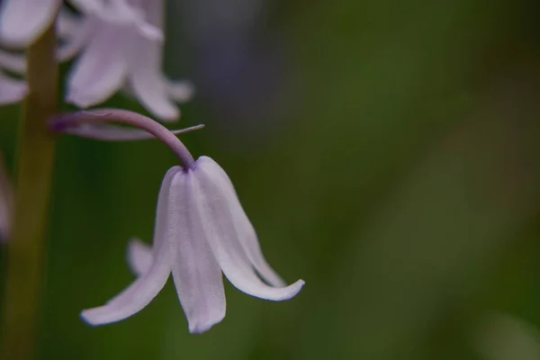 Foglie Lana Argentea Ricci Pianta Ornamentale Jacobaea Maritima — Foto Stock