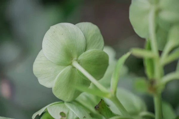 Silvery Wooly Curly Leaves Ornamental Plant Jacobaea Maritima — Stockfoto