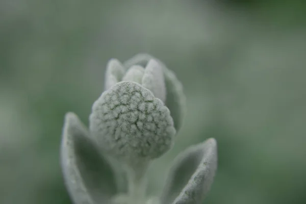 Prateado Folhas Encaracolado Planta Ornamental Jacobaea Maritima — Fotografia de Stock