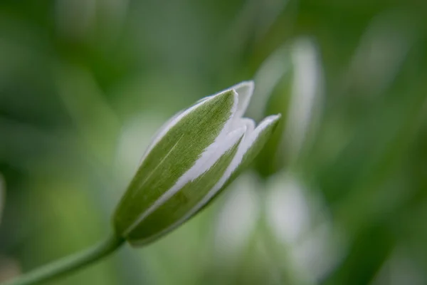 Ασημένια Ξυλώδη Σγουρά Φύλλα Διακοσμητικά Φυτά Jacobaea Maritima — Φωτογραφία Αρχείου