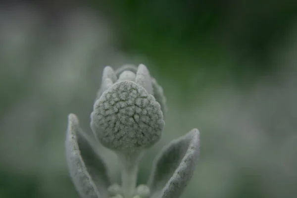 Silvery Wooly Curly Leaves Ornamental Plant Jacobaea Maritima — Stockfoto