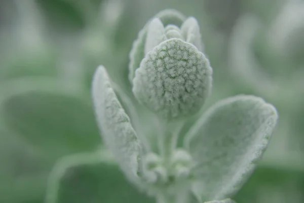 Silvery Wooly Curly Leaves Ornamental Plant Jacobaea Maritima — Stockfoto