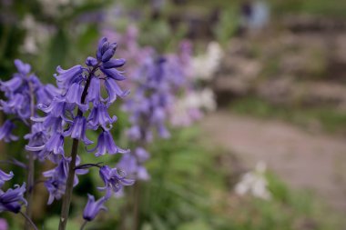 Gümüşi kıvırcık yapraklı süs bitkisi Jacobaea maritima 