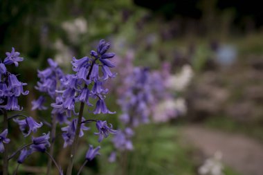 İngiliz BlueBell (Hyacinthoides olmayan senaryo) kapat