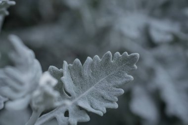 Gümüşi kıvırcık yapraklı süs bitkisi Jacobaea maritima Se