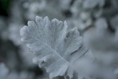 Gümüşi kıvırcık yapraklı süs bitkisi Jacobaea maritima Se