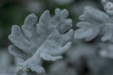 Gümüşi kıvırcık yapraklı süs bitkisi Jacobaea maritima Se