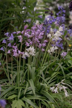 İngiliz BlueBell (Hyacinthoides olmayan senaryo) kapat