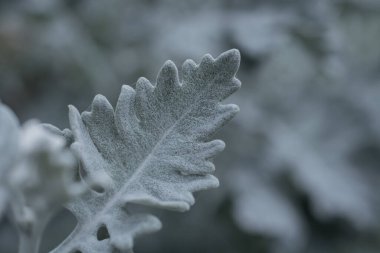 Gümüşi kıvırcık yapraklı süs bitkisi Jacobaea maritima Se