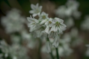 Üç köşeli pırasa limon triquetrum çiçeğinin kapağını kapatın.